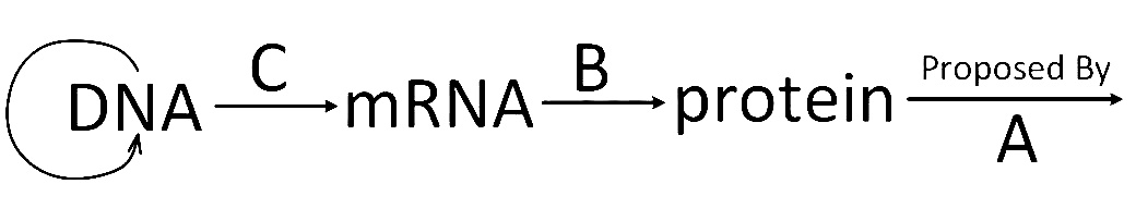 NEET 2013 (Karnataka) Biology - Molecular Basis of Inheritance Question 156 English