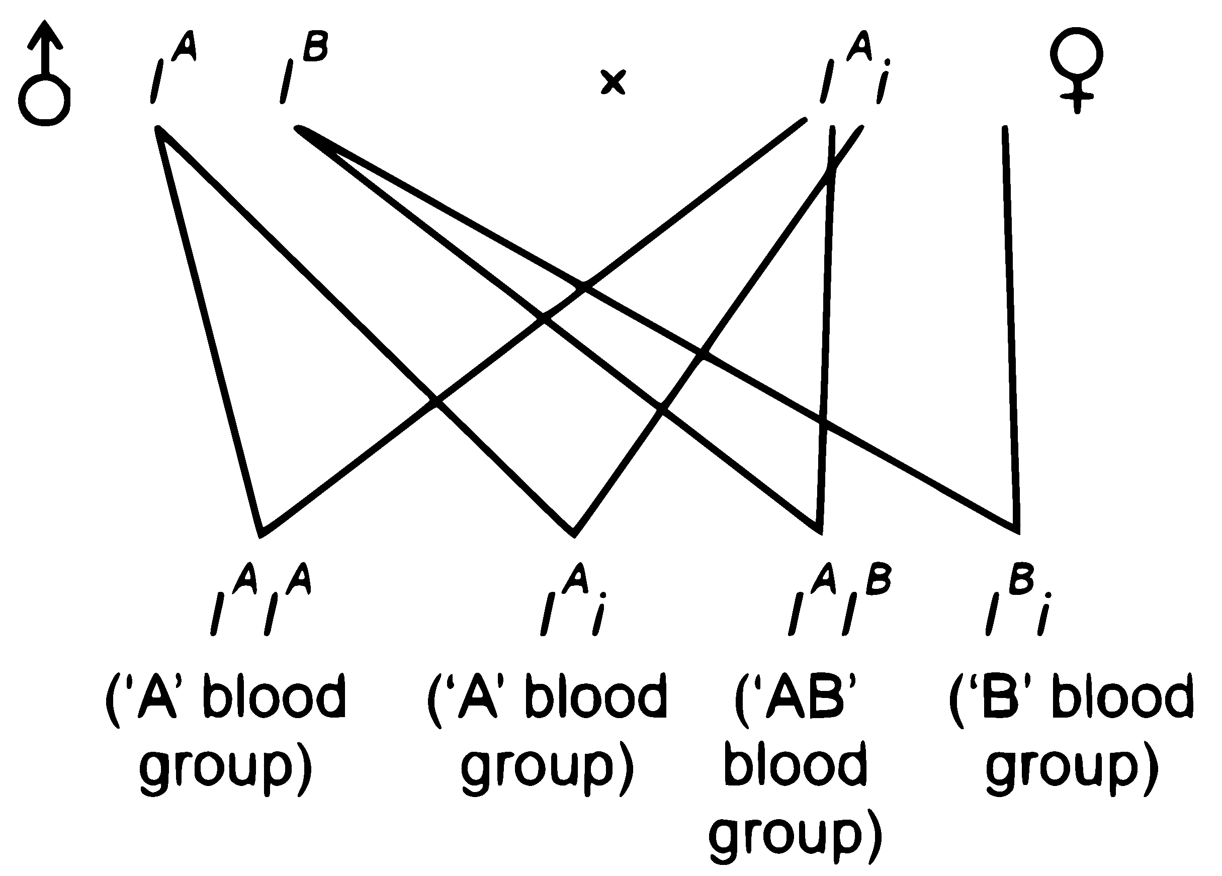 RE-NEET 2026 Biology - Principles of Inheritance and Variation Question 1 English Explanation