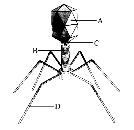 AIPMT 2010 Mains Biology - Biological Classification Question 27 English
