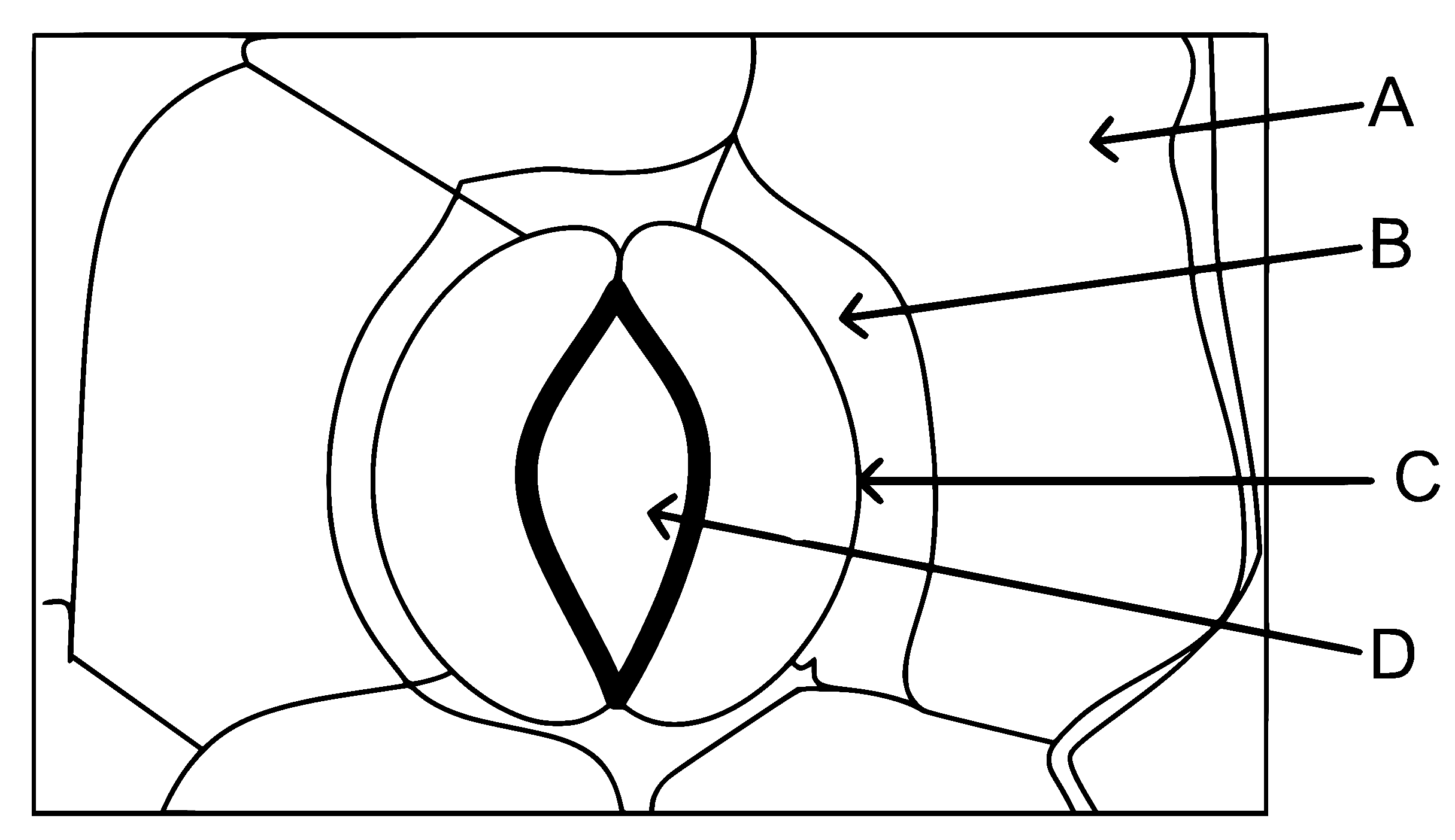 NEET 2024 Biology - Anatomy of Flowering Plants Question 8 English