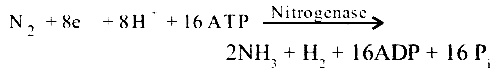 AIPMT 2012 Mains Biology - Mineral Nutrition Question 36 English Explanation