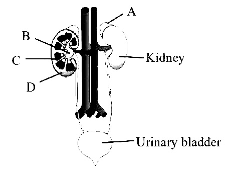 NEET 2013 Biology - Chemical Coordination and Integration Question 29 English