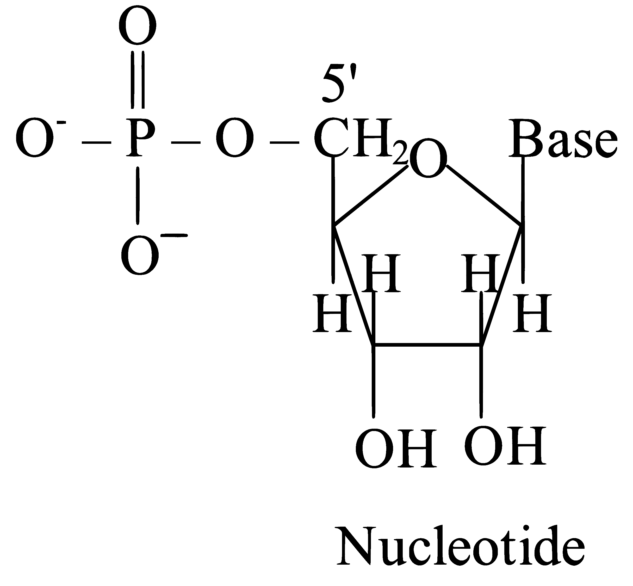 NEET 2023 Chemistry - Biomolecules Question 10 English Explanation 2