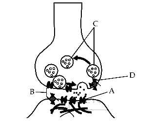 NEET 2013 Biology - Neural Control and Coordination Question 21 English