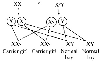 AIPMT 2004 Biology - Principles of Inheritance and Variation Question 99 English Explanation 1