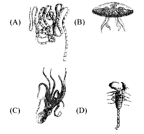 AIPMT 2011 Mains Biology - Animal Kingdom Question 44 English