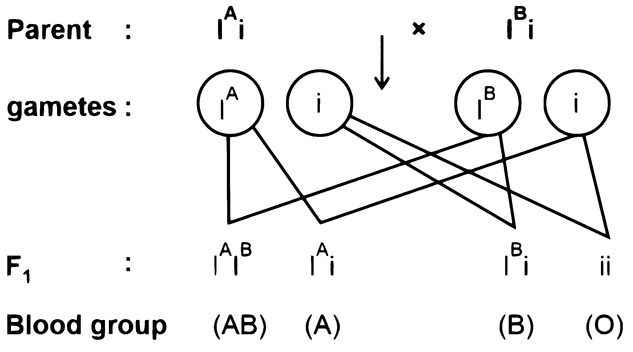 NEET 2026 Biology - Principles of Inheritance and Variation Question 4 English Explanation