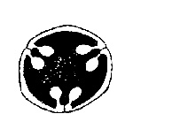 AIPMT 2011 Mains Biology - Morphology of Flowering Plants Question 39 English Option 3