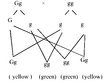 AIPMT 2007 Biology - Principles of Inheritance and Variation Question 123 English Explanation