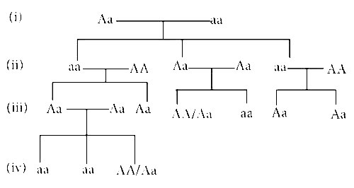 NEET 2015 Biology - Principles of Inheritance and Variation Question 159 English Explanation