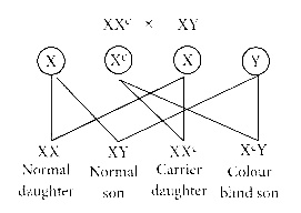 NEET 2015 Biology - Principles of Inheritance and Variation Question 161 English Explanation 2