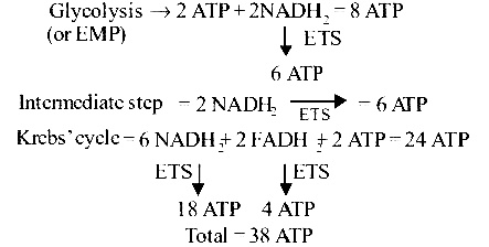 AIPMT 2002 Biology - Respiration in Plants Question 28 English Explanation