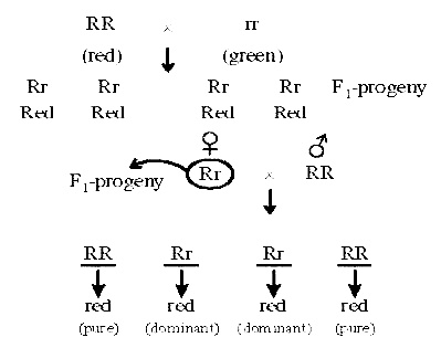 AIPMT 2007 Biology - Principles of Inheritance and Variation Question 120 English Explanation