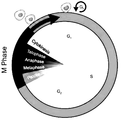 RE-NEET 2026 Biology - Cell Cycle and Cell Division Question 1 English Explanation