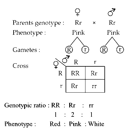 AIPMT 2010 Mains Biology - Principles of Inheritance and Variation Question 131 English Explanation