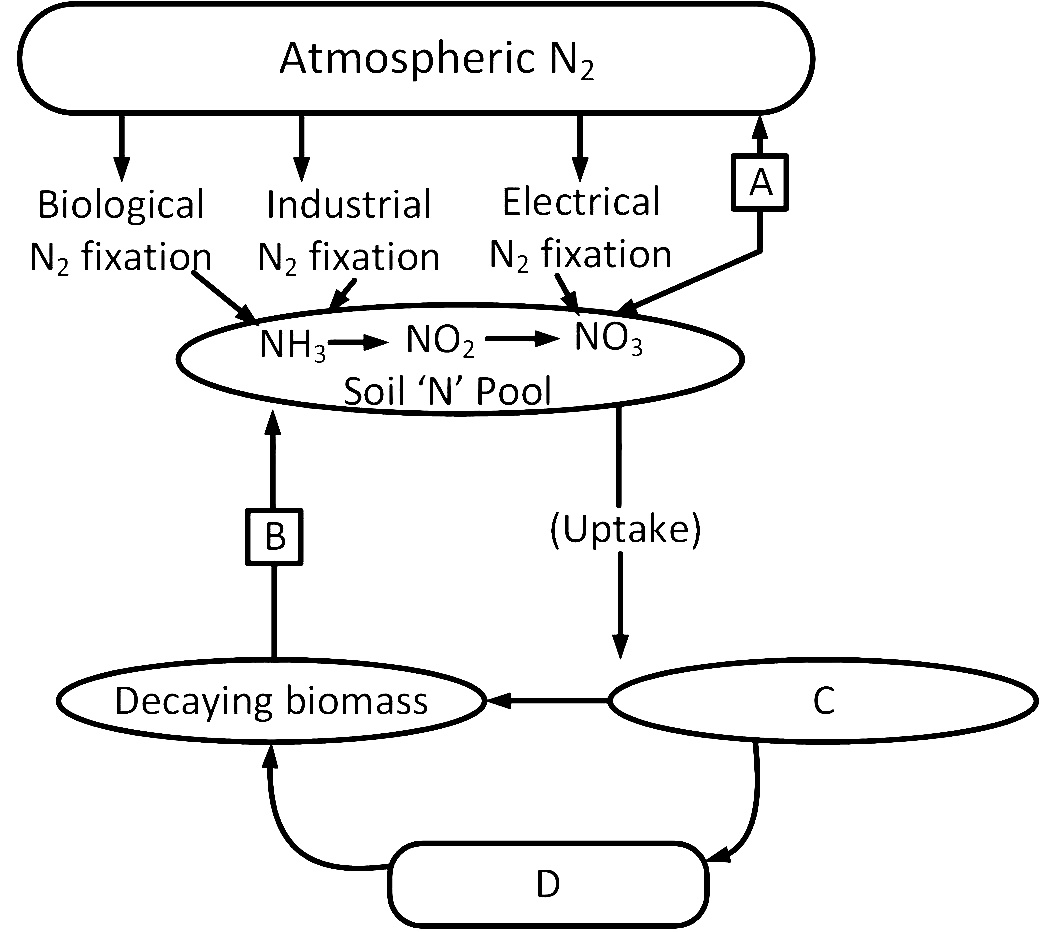 AIPMT 2010 Mains Biology - Mineral Nutrition Question 27 English