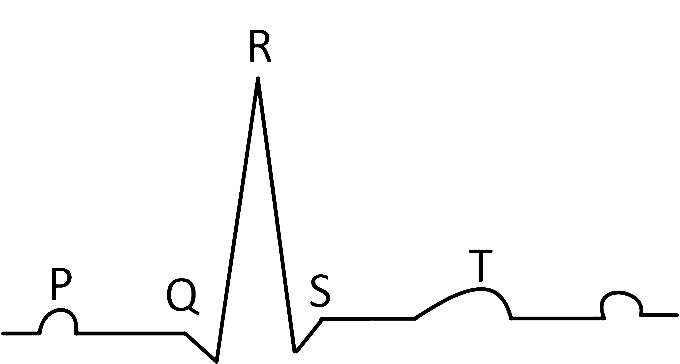 NEET 2013 Biology - Body Fluids and Its Circulation Question 59 English