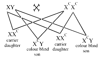AIPMT 2006 Biology - Principles of Inheritance and Variation Question 117 English Explanation