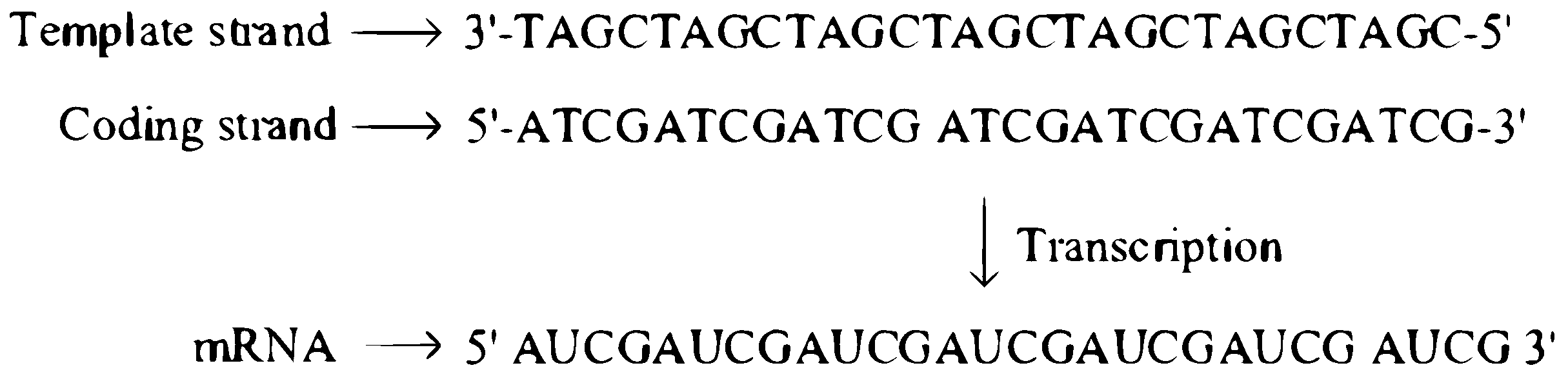 NEET 2023 Biology - Molecular Basis of Inheritance Question 42 English Explanation
