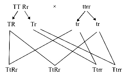 AIPMT 2000 Biology - Principles of Inheritance and Variation Question 75 English Explanation