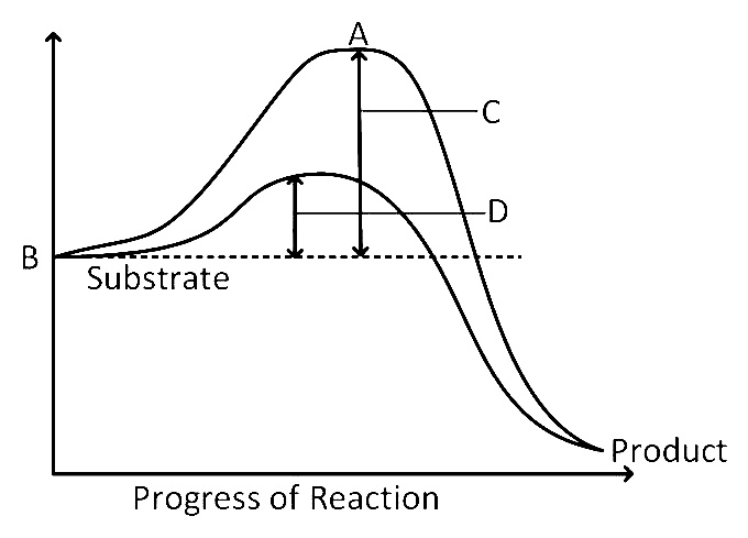 AIPMT 2010 Mains Biology - Biomolecules Question 77 English
