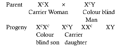 AIPMT 2005 Biology - Principles of Inheritance and Variation Question 104 English Explanation