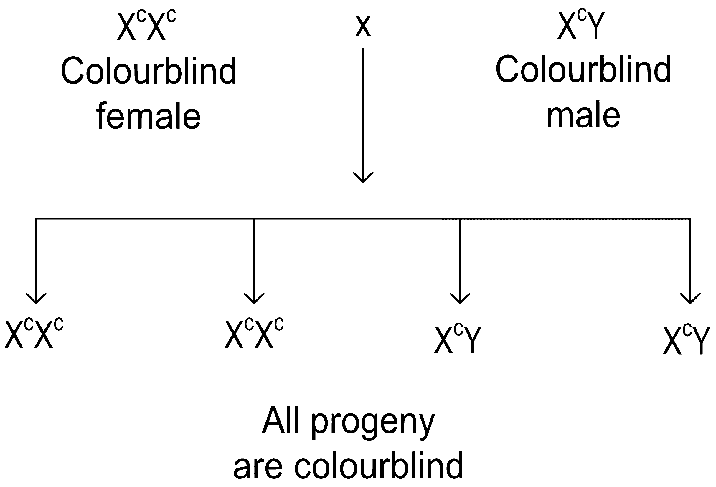 NEET 2022 Phase 1 Biology - Principles of Inheritance and Variation Question 39 English Explanation