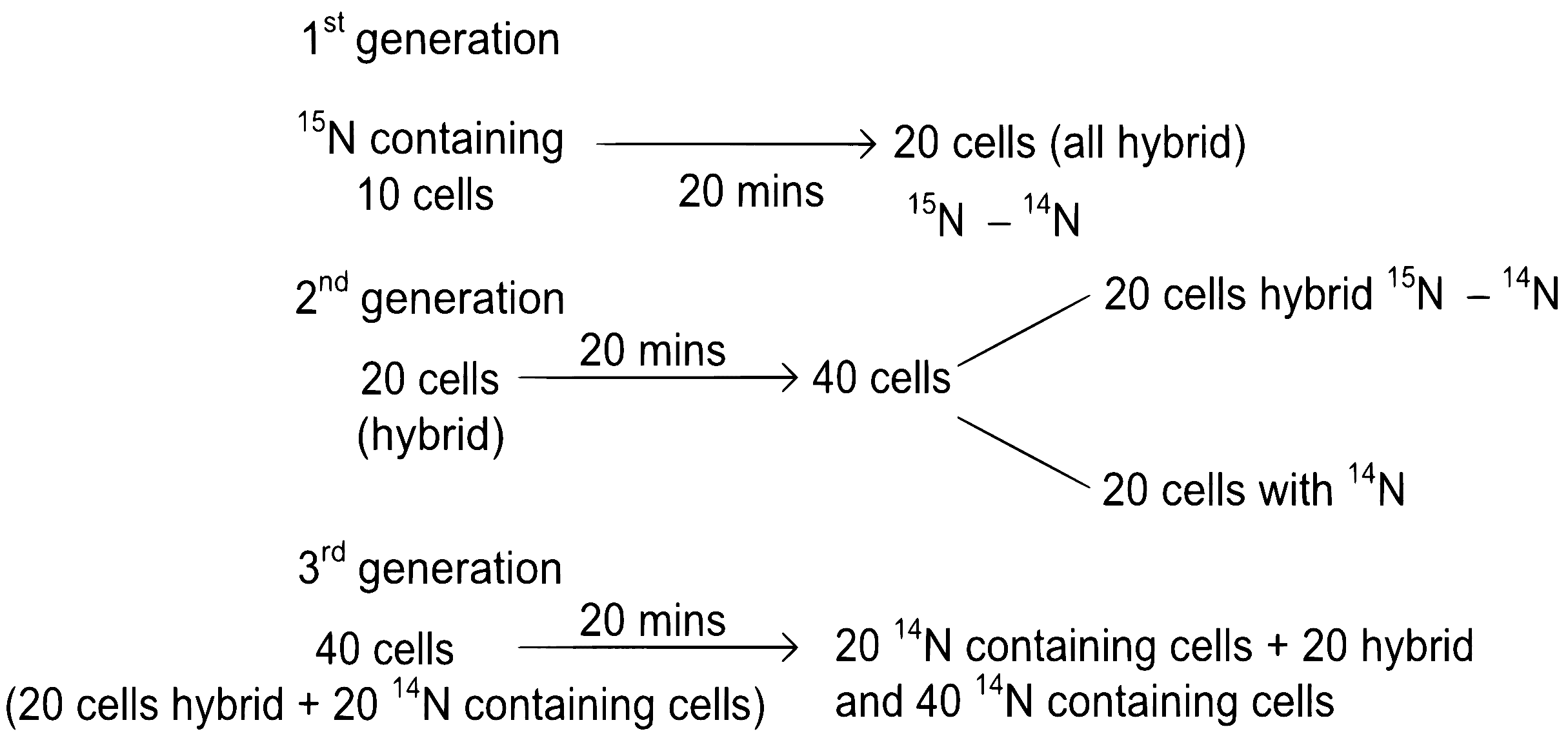 NEET 2022 Phase 1 Biology - Molecular Basis of Inheritance Question 50 English Explanation