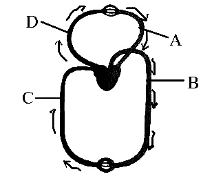 NEET 2013 Biology - Body Fluids and Its Circulation Question 30 English