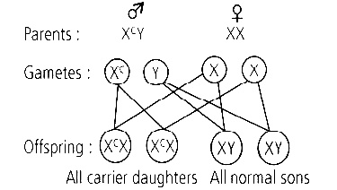 NEET 2016 Phase 2 Biology - Principles of Inheritance and Variation Question 170 English Explanation