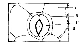 AIPMT 2010 Mains Biology - Transport in Plants Question 15 English