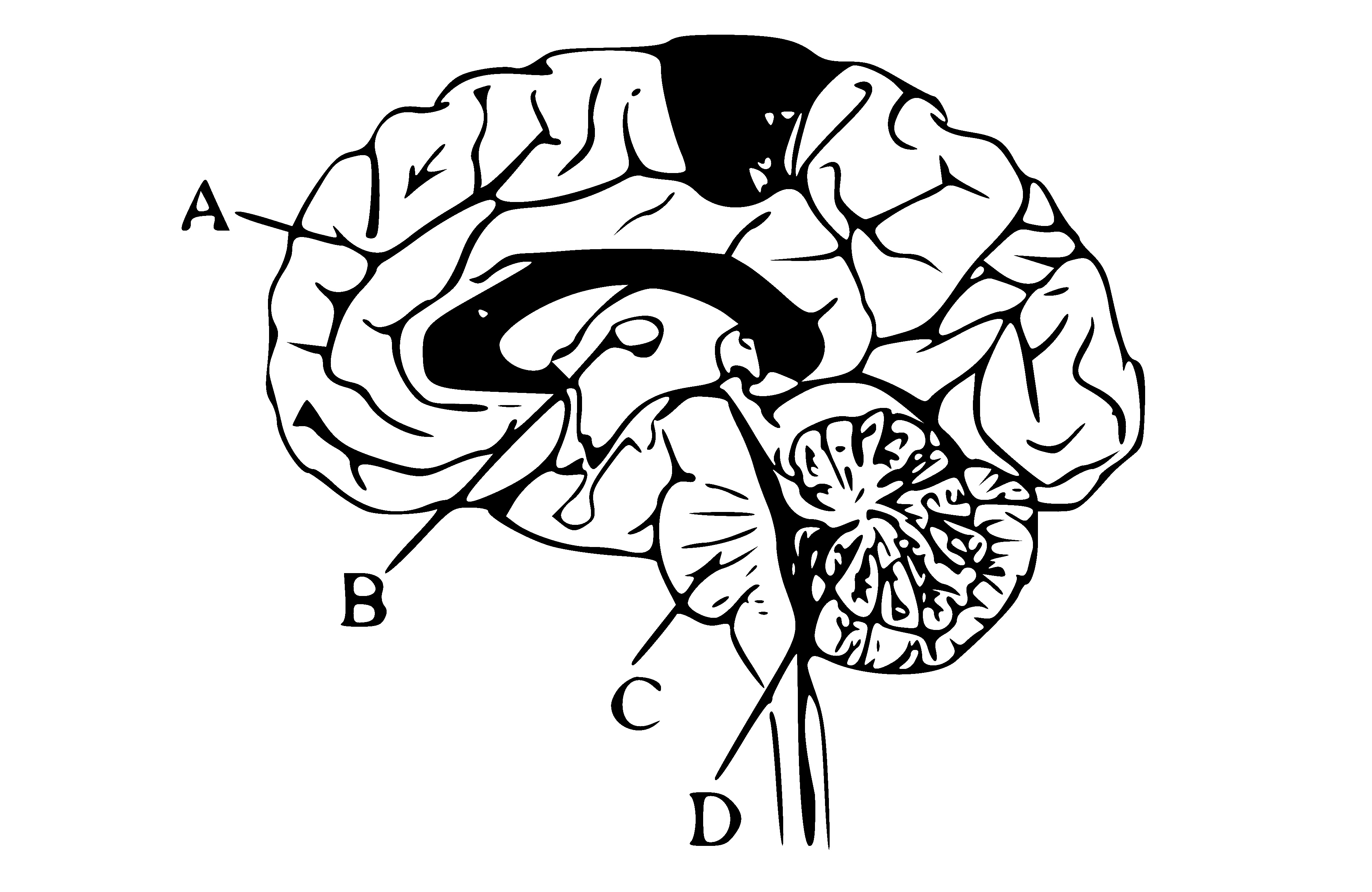 NEET 2013 (Karnataka) Biology - Neural Control and Coordination Question 19 English