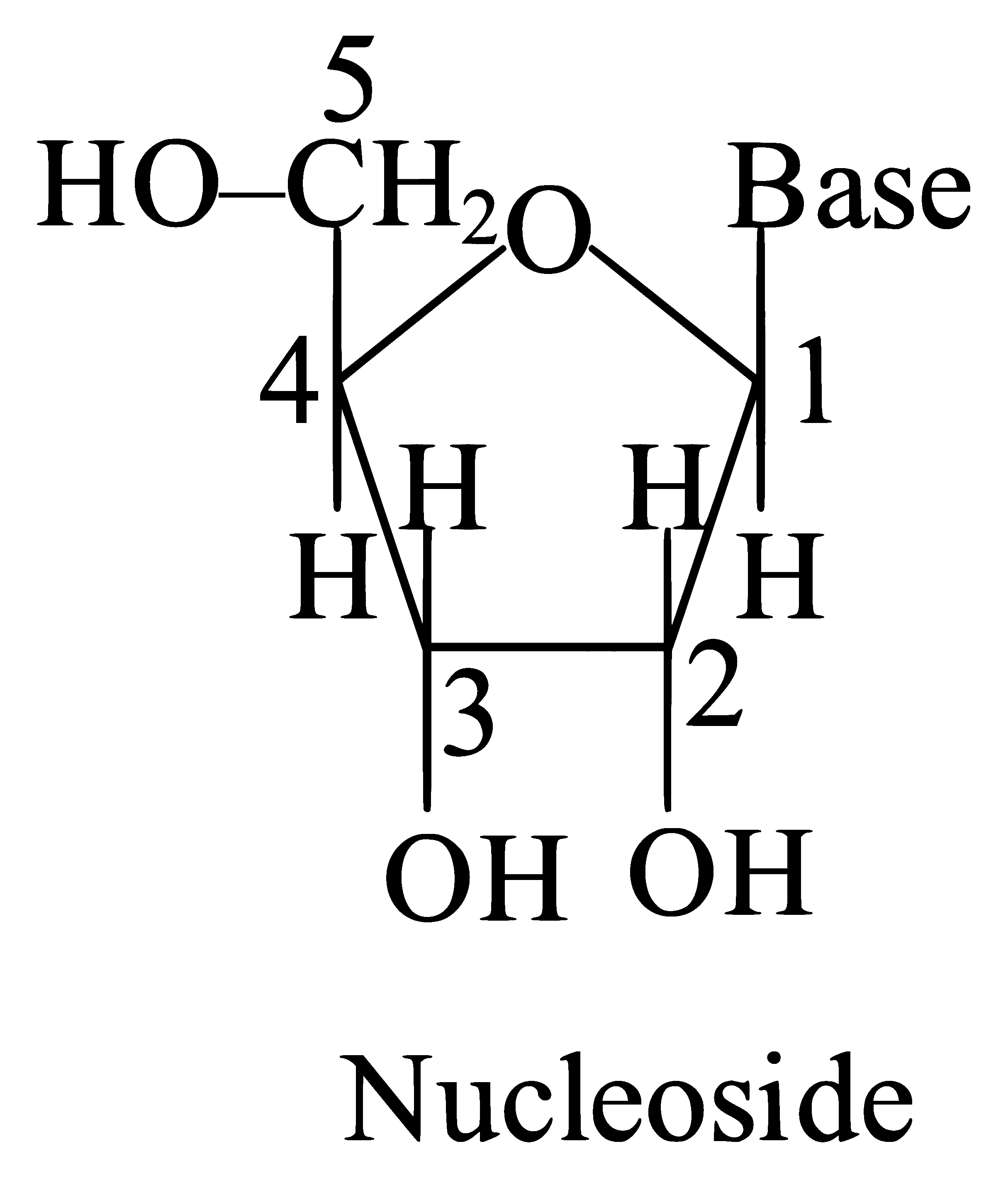 NEET 2023 Chemistry - Biomolecules Question 10 English Explanation 1