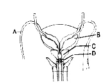 AIPMT 2009 Biology - Human Reproduction Question 65 English