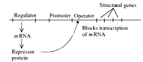 AIPMT 2002 Biology - Molecular Basis of Inheritance Question 100 English Explanation