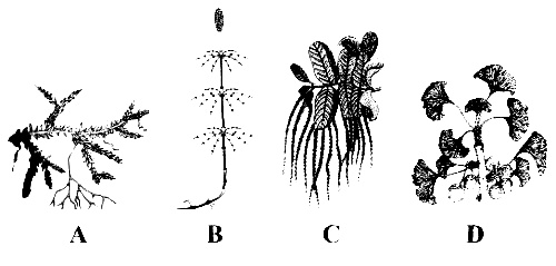 AIPMT 2010 Mains Biology - Plant Kingdom Question 32 English