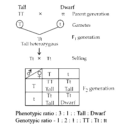 NEET 2016 Phase 1 Biology - Principles of Inheritance and Variation Question 167 English Explanation