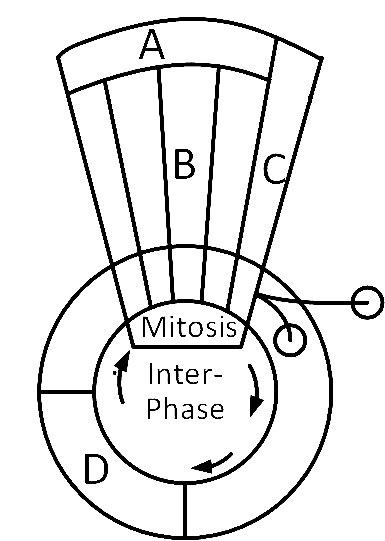 AIPMT 2009 Biology - Cell Cycle and Cell Division Question 60 English