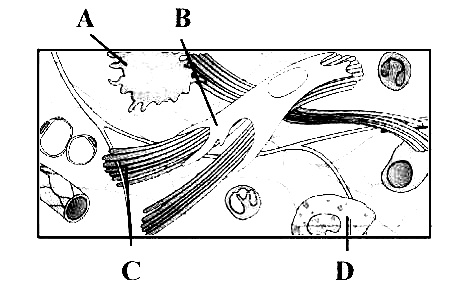 AIPMT 2012 Mains Biology - Structural Organisation in Animals Question 68 English