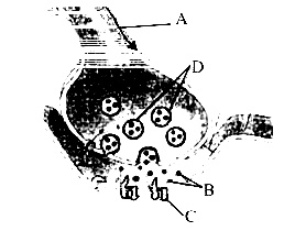 NEET 2013 (Karnataka) Biology - Neural Control and Coordination Question 20 English