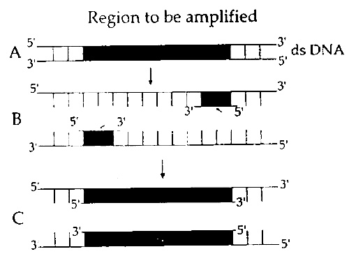 AIPMT 2012 Mains Biology - Biotechnology: Principles and Processes Question 85 English