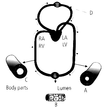 NEET 2013 (Karnataka) Biology - Body Fluids and Its Circulation Question 29 English