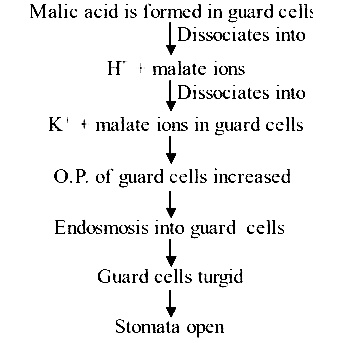 AIPMT 2002 Biology - Transport in Plants Question 20 English Explanation