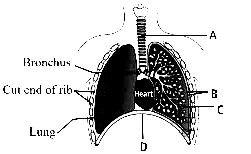 NEET 2013 Biology - Breathing and Exchange of Gases Question 28 English