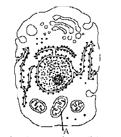 NEET 2013 (Karnataka) Biology - Cell - The Unit of Life Question 96 English