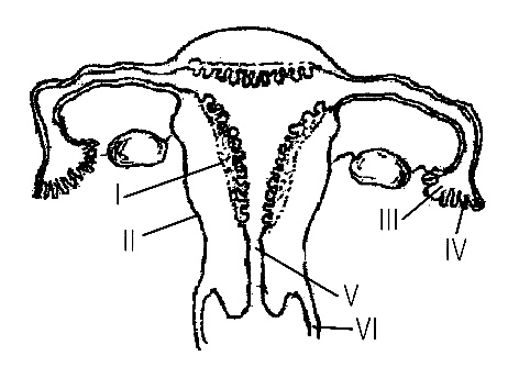 AIPMT 2011 Prelims Biology - Human Reproduction Question 81 English