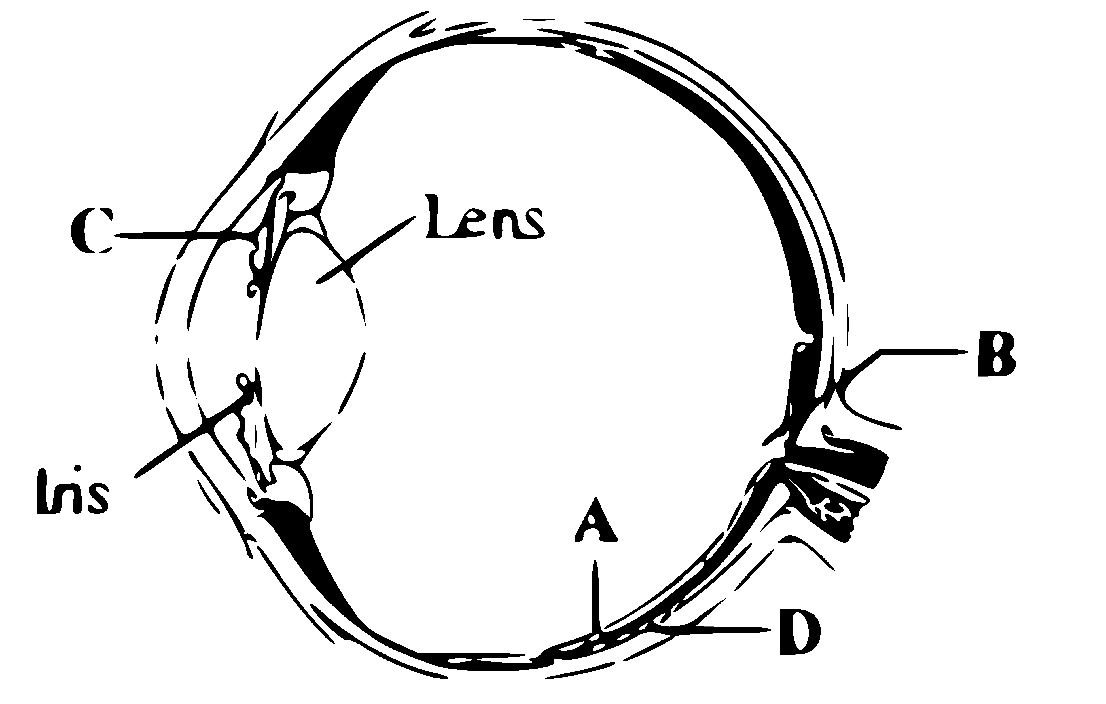 NEET 2013 Biology - Neural Control and Coordination Question 22 English
