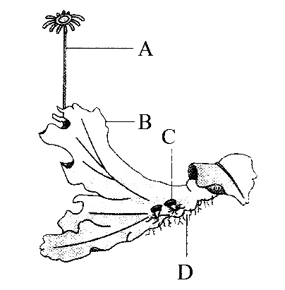 AIPMT 2011 Mains Biology - Plant Kingdom Question 33 English