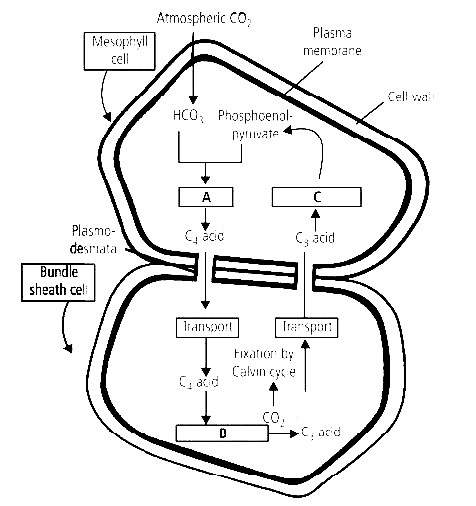 AIPMT 2010 Mains Biology - Photosynthesis in Higher Plants Question 31 English