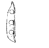 AIPMT 2011 Mains Biology - Morphology of Flowering Plants Question 39 English Option 1